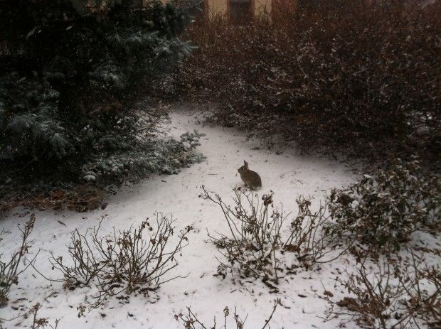 Rabbit